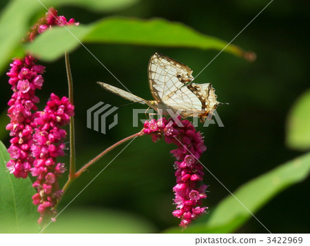 Ishigaya and Tada 3422969