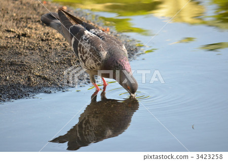 一隻鴿子在水面上 一隻鴿子在水面上 3423258
