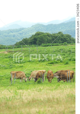 Jersey cattle -5 3423406