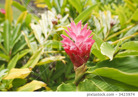 Pink Ginger Flower 3423974