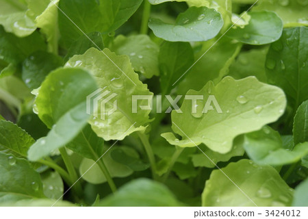 Baby leaf Baby leaf 3424012
