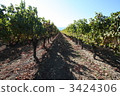 納帕谷的葡萄園 3424306