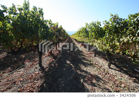 納帕谷的葡萄園 納帕谷的葡萄園 3424306