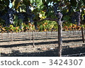 納帕谷的葡萄園 3424307