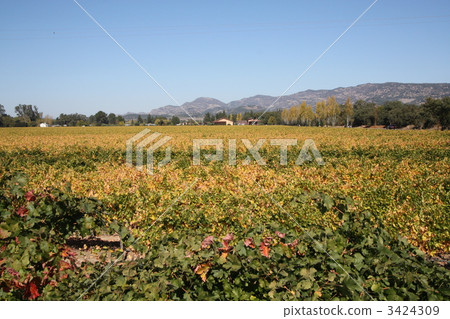 納帕谷的葡萄園 3424309