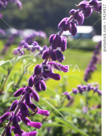 Mexican Bush Sage 3424917