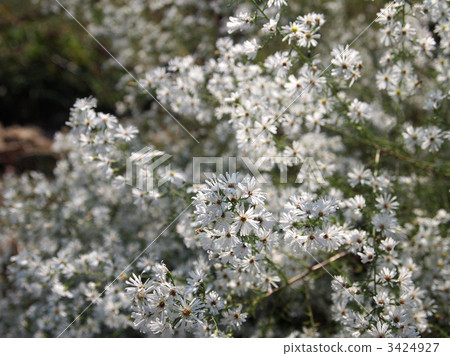 孔雀阿斯塔爾 3424927