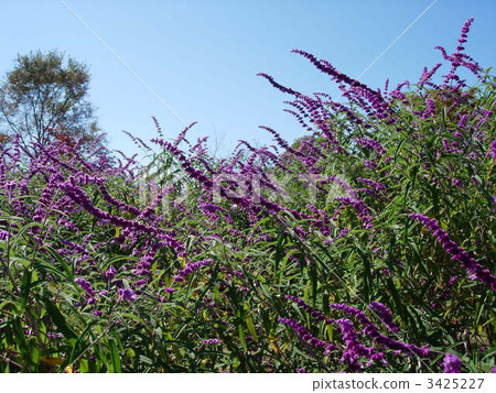 mexican sage, amethyst sage, purple flower 3425227