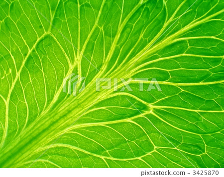 leaf of salad leaf of salad 3425870