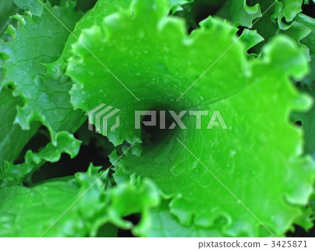 leaf of salad 3425871