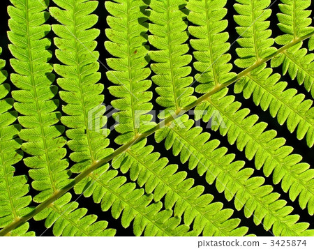 leaf of fern 3425874