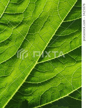 leaf of cymbling 3425876