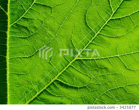 leaf of cymbling 3425877