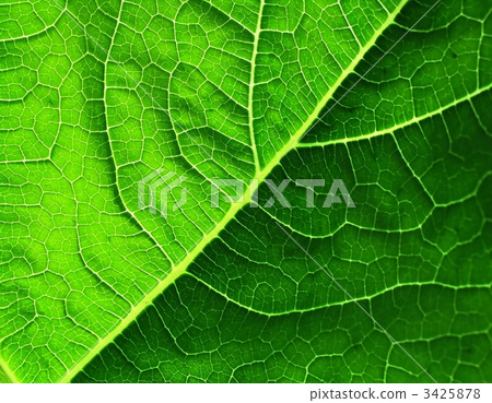leaf of cymbling 3425878