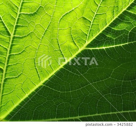 leaf of cymbling 3425882