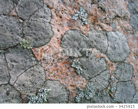 lichen background 3425915