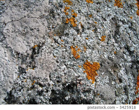lichen background 3425918