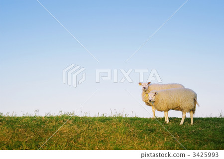 two sheep posing two sheep posing 3425993