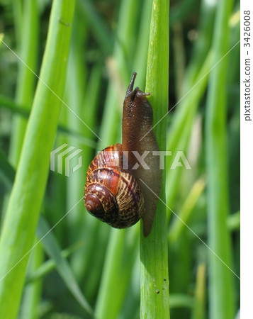 crawling snail crawling snail 3426008