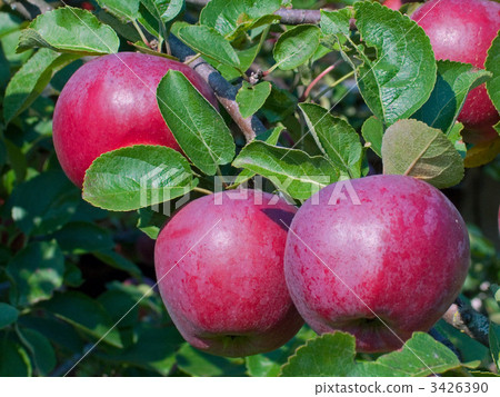 ripe apples 3426390