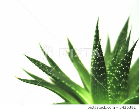 aloe vera leaves 2 3426391
