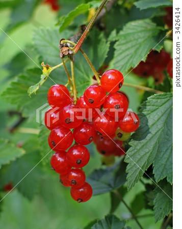 banch of red currant 3426414