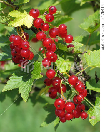 banch of red currant 3426415