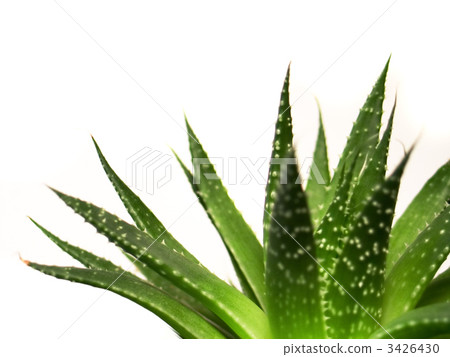 aloe vera leaves detailed aloe vera leaves detailed 3426430
