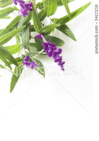 鼠尾草花 3427216