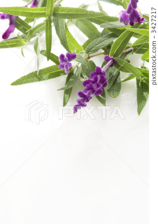 鼠尾草花 3427217