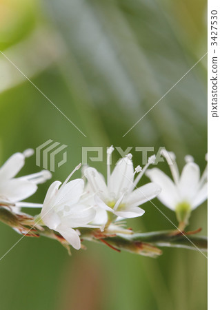 塔德托綁起來 3427530