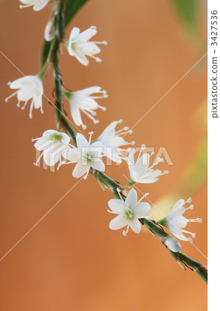 Tadeto tied up 3427536