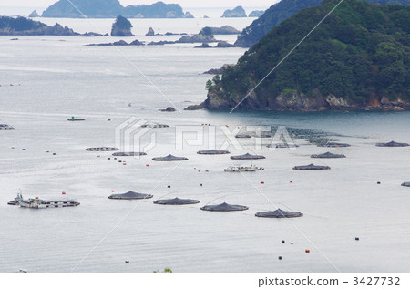 種植海鯛近畿灣有很多魷魚 種植海鯛近畿灣有很多魷魚 3427732