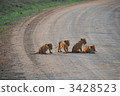 lion, panthera leo, baby 3428523