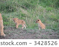 baby, lion, panthera leo 3428526