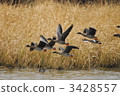 goose, migratory, migratory bird 3428557
