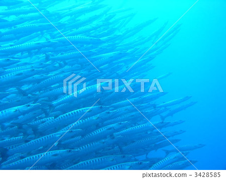 梭子魚部落 梭子魚部落 3428585