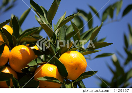 Mandarin orange field 3429567
