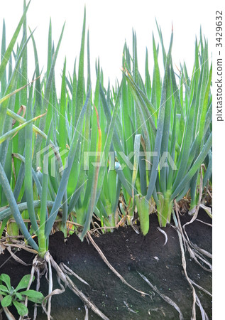 長洋蔥 大蔥 小洋蔥 3429632