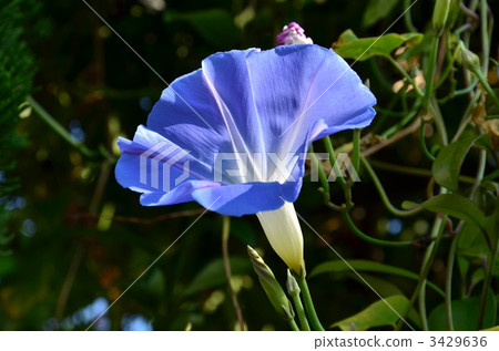 天上的藍色 西方牽牛花 牽牛花 3429636