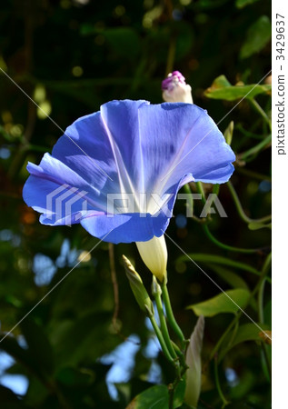 天上的藍色 西方牽牛花 牽牛花 3429637