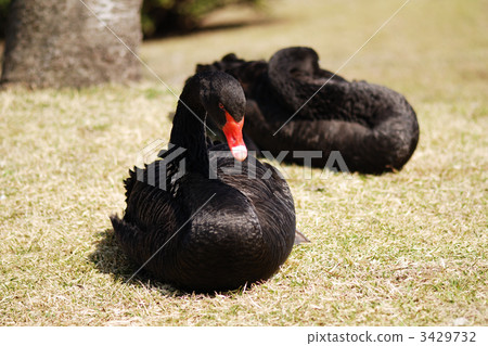 Black birds in Mito Chihiuho Black birds in Mito Chihiuho 3429732