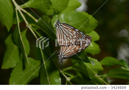 琉球淺木斑 3429809