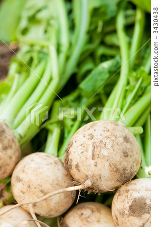 Up of turnip 3430438