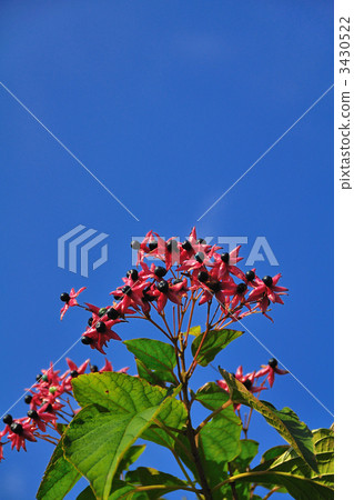 一隻兔子 3430522