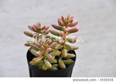 多肉植物（極光） 3430548