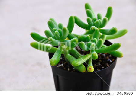 Succulent plants (girls' hearts) Succulent plants (girls' hearts) 3430560