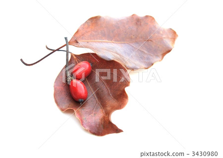 Fallen leaves and red fruits Fallen leaves and red fruits 3430980