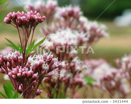 富士巴卡馬 3431444