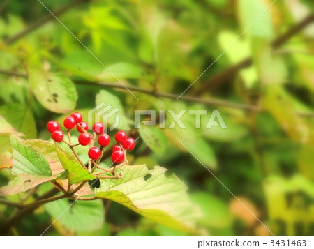 Viburnum 3431463